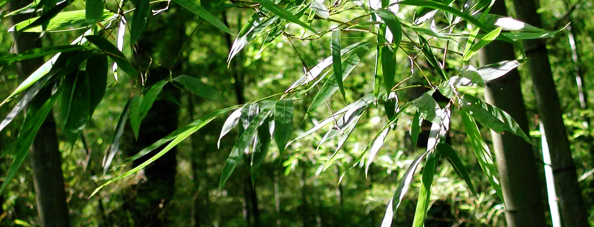 發(fā)現(xiàn)和恩竹刨切板，竹多層板，竹家具板，竹集成材及更多